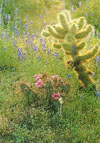 Frühlingsblüten