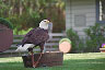 bald eagle