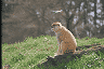 Patas Monkey