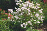 rhododendron