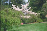 spring in botanical garden