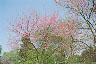botanical garden Seattle