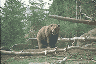 Brown Bear