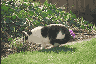 cat Bobby