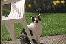 cat Bobby