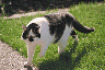 cat Bobby