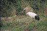 redheaded crane