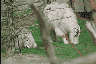 Mountain Goat