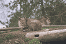 Southern pudu