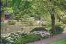 pond in Japanese tea garden