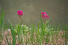 flowers at Japanese tea garden