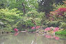 japanese tea garden