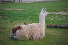 Lama