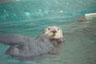 Seeotter