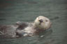 Seeotter