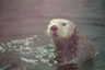 Seeotter