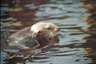 Seeotter