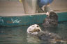 Seeotter