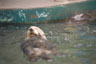 Seeotter