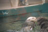 Seeotter