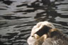Seeotter