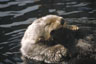 Seeotter