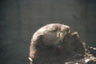 Seeotter