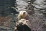 Seeotter
