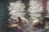 Seeotter