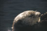 Seeotter