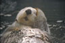 Seeotter