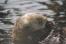 Seeotter