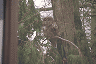 Norther spotted owl