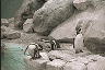 Humbold Pinguin