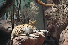 Serval