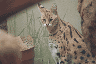 Serval