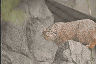 Pallas' cat