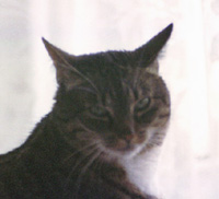 Cat Spidi at the window