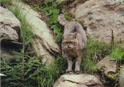 Wildkatze