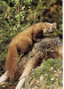 ferret