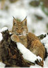 Lynx