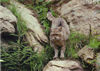 European wild cat