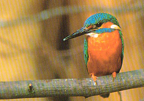 Eisfischer