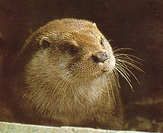 Fischotter
