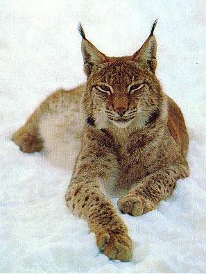 Luchs