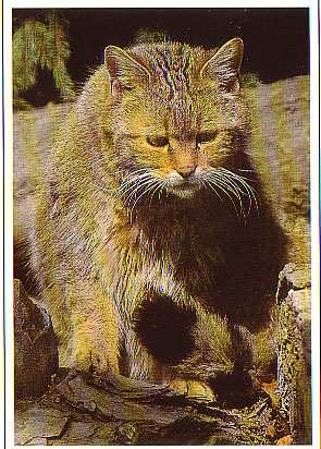 Wildkatze