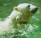 Polarbear