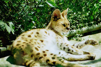 Serval