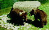 Small Brownbears