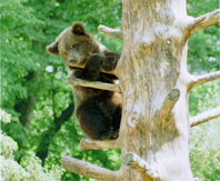 Small Brownbears